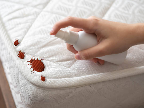Best Wasp Removal Services  in Greenock, PA