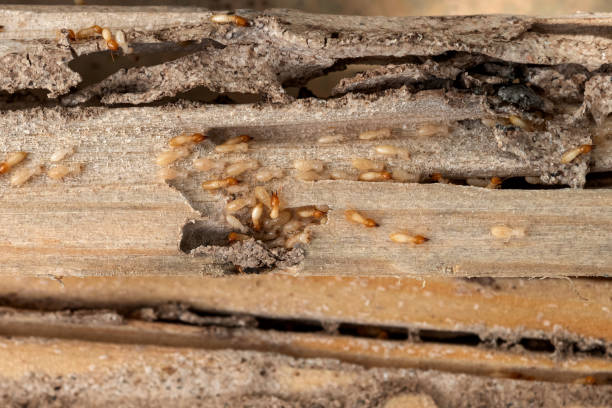 Best Local Pest Control Services  in Greenock, PA
